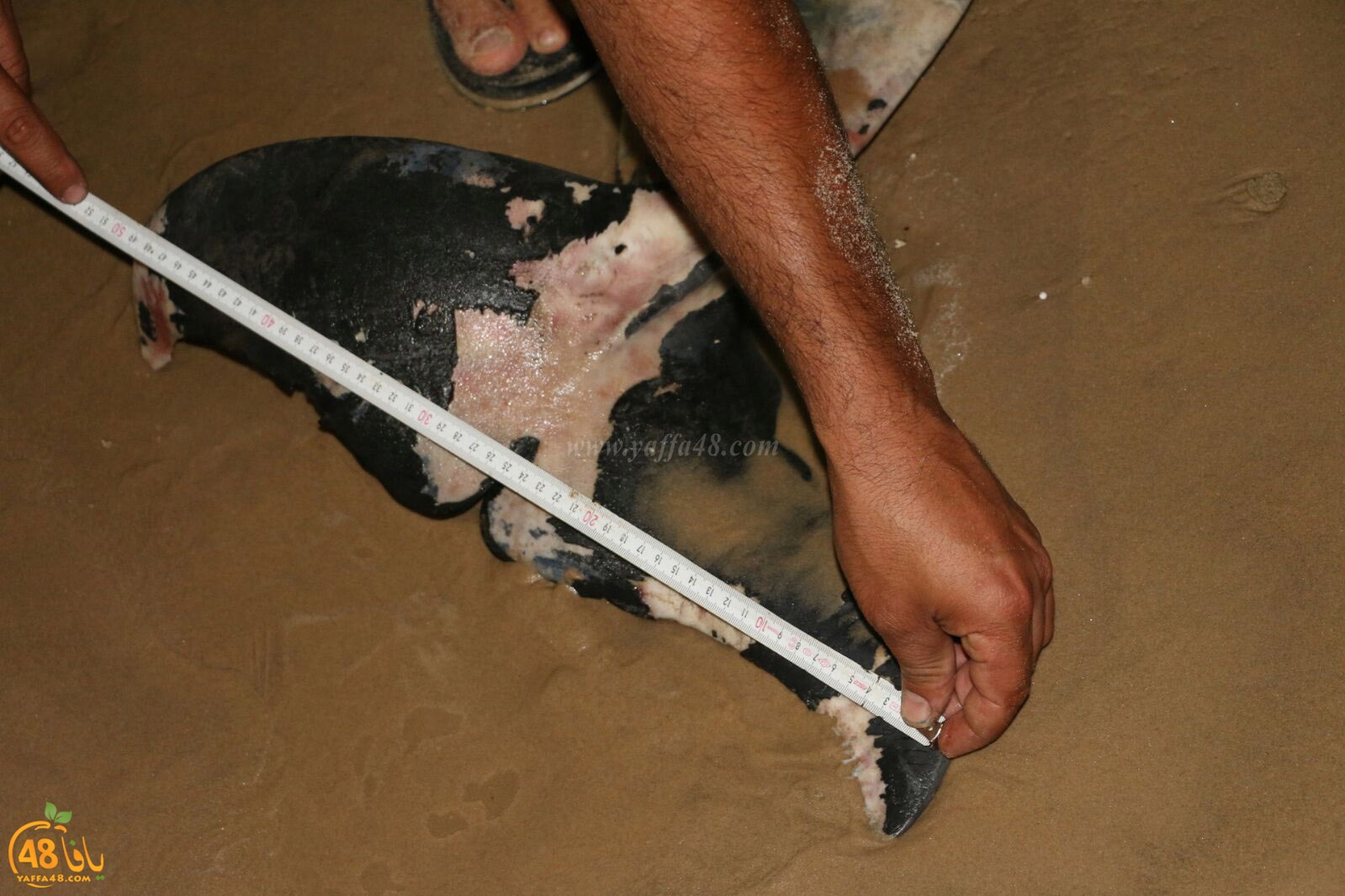 Ma3had dolphine (11).jpg